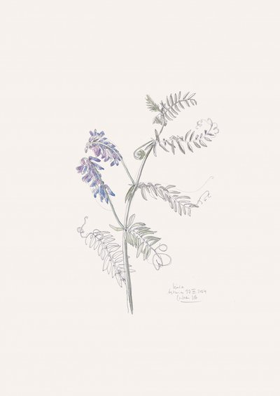 Purple Vetch Drawing by Catalina Somolinos