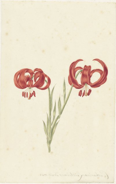 Red Lily by Catharina Lintheimer