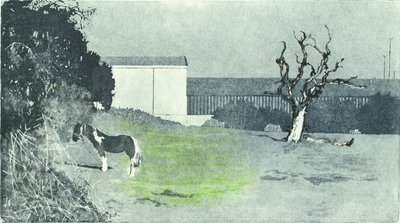 Facing New Growth, 2016 by Catherine Sutcliffe-Fuller