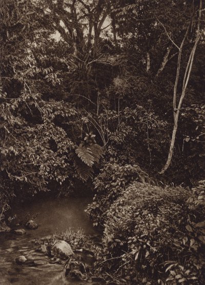 Mexico: Forest near Mirador, Panorama of Virgin Forest by Cecile Seler Sachs