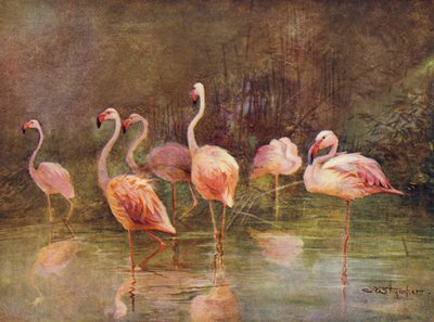 Flamingos by Charles (after) Whymper