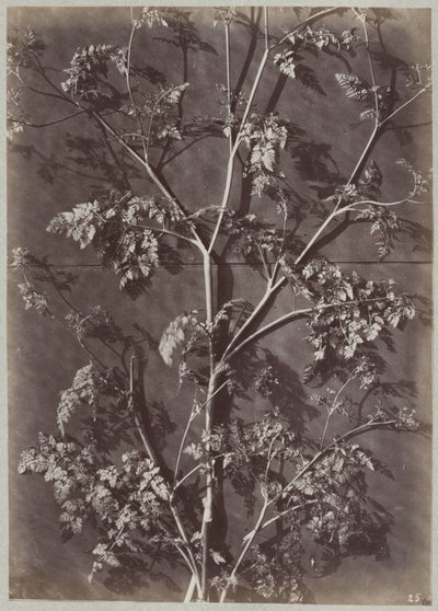 Study with Branches by Charles Aubry (manner of)