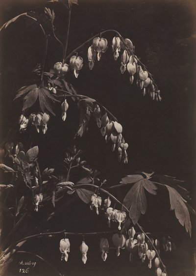 Floral Still Life Bleeding Hearts by Charles Aubry