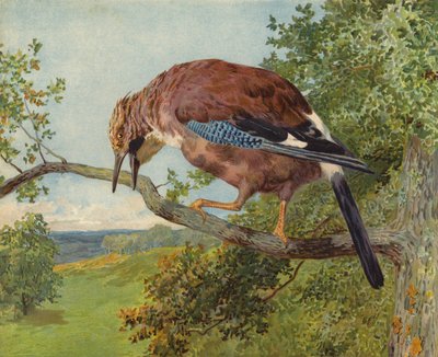 Eurasian Jay by Charles Collins