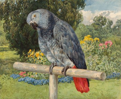 Grey Parrot by Charles Collins