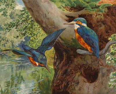 Kingfishers by Charles Collins
