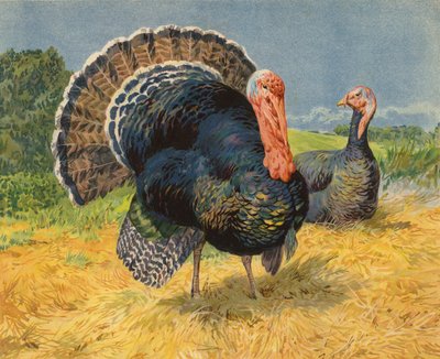 Turkeys by Charles Collins