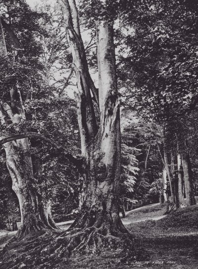 A Glade in Knole Park by Charles Essenhigh Corke