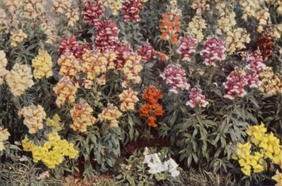 Snapdragons by Charles Essenhigh Corke