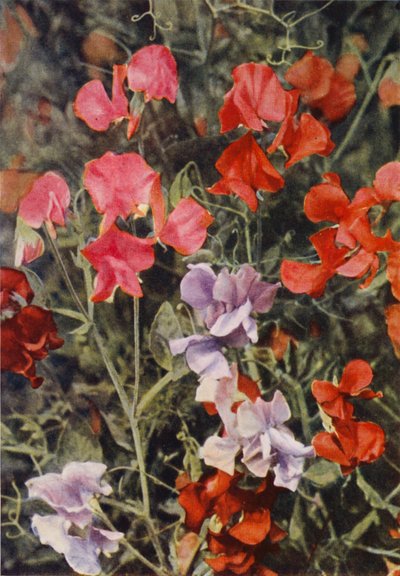 Some Modern Sweet Peas by Charles Essenhigh Corke