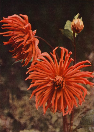 The Cactus Dahlia "Brisbane" by Charles Essenhigh Corke