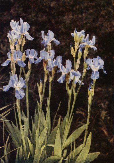 The Flag Iris by Charles Essenhigh Corke