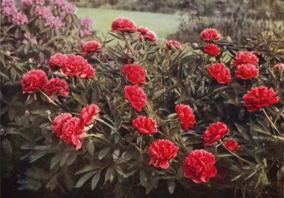 The Old Double Crimson Paeony by Charles Essenhigh Corke