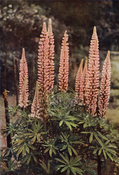 The Rose-Coloured Lupine by Charles Essenhigh Corke