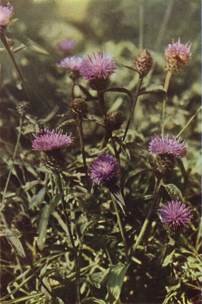 Wild Flowers: Black Knapweed by Charles Essenhigh Corke