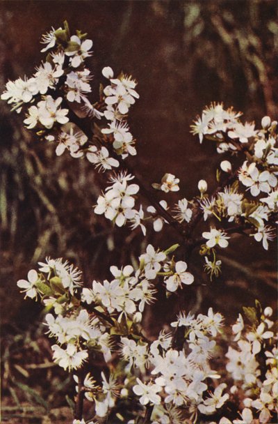 Wild flowers: Blackthorn by Charles Essenhigh Corke