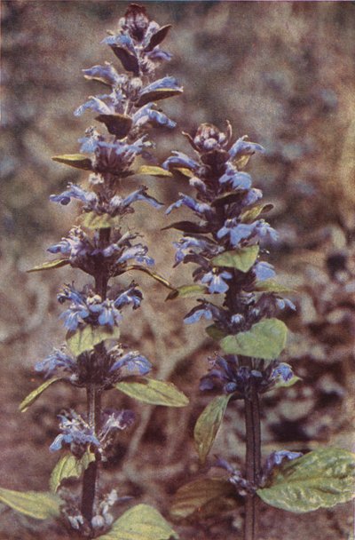 Wild flowers: Bugle by Charles Essenhigh Corke