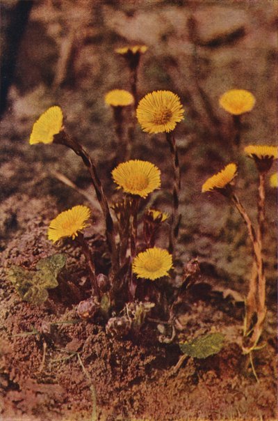Wild flowers: Coltsfoot by Charles Essenhigh Corke