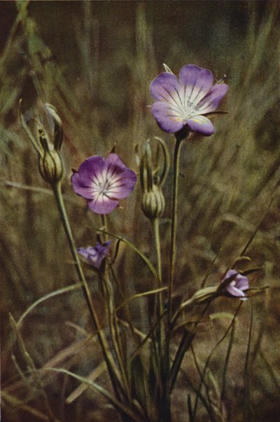 Wild Flowers: Corn-Cockle by Charles Essenhigh Corke