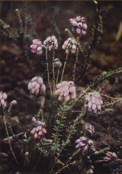 Wild Flowers: Cross-Leaved Heath by Charles Essenhigh Corke