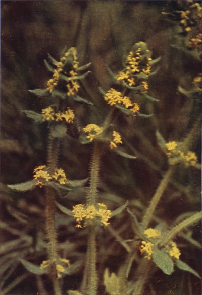 Wild Flowers: Cross-Wort by Charles Essenhigh Corke