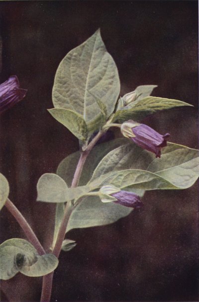 Wild flowers: Deadly Nightshade by Charles Essenhigh Corke