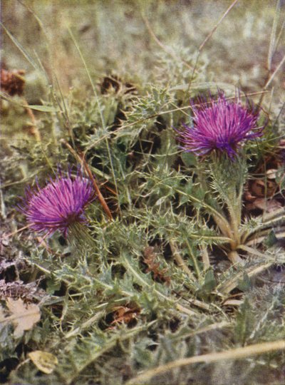 Wild Flowers: Dwarf Thistle by Charles Essenhigh Corke