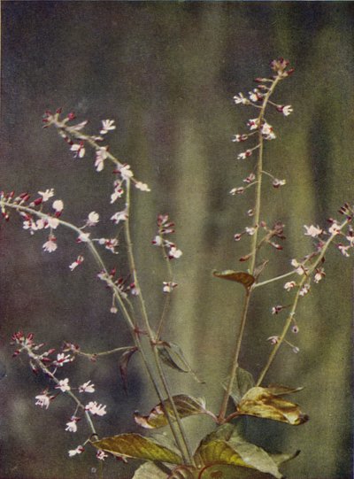Wild Flowers: Enchanter