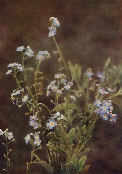 Wild flowers: Forget-Me-Not by Charles Essenhigh Corke