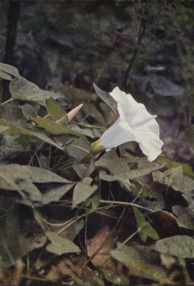 Wild Flowers: Hedge Convolvulus by Charles Essenhigh Corke