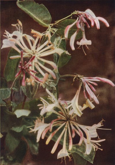 Wild Flowers: Honeysuckle by Charles Essenhigh Corke