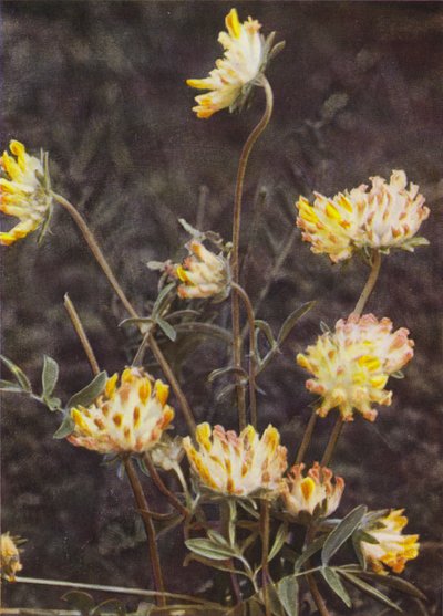 Wild flowers: Kidney Vetch by Charles Essenhigh Corke