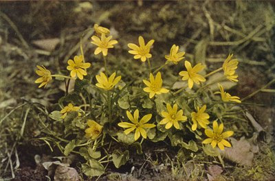 Wild flowers: Lesser Celandine by Charles Essenhigh Corke