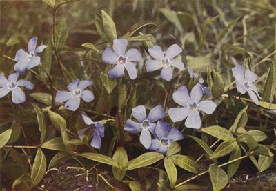 Wild Flowers: Lesser Periwinkle by Charles Essenhigh Corke