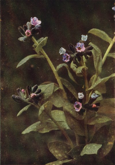 Wild Flowers: Lungwort by Charles Essenhigh Corke