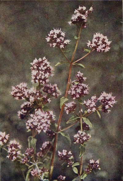 Wild Flowers: Marjoram by Charles Essenhigh Corke