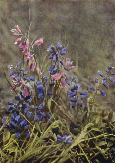 Wild Flowers: Milkwort by Charles Essenhigh Corke