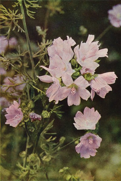 Wild Flowers: Musk Mallow by Charles Essenhigh Corke