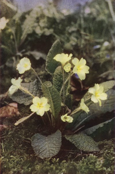 Wild flowers: Primrose by Charles Essenhigh Corke