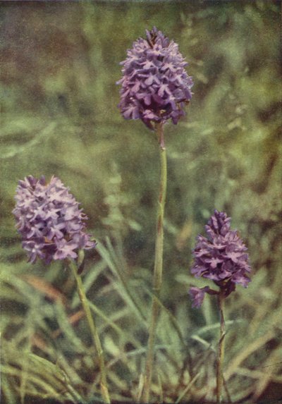 Wild flowers: Pyramid Orchis by Charles Essenhigh Corke