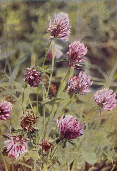 Wild Flowers: Red Clover by Charles Essenhigh Corke