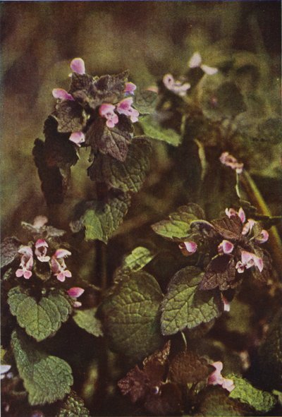 Wild Flowers: Red Dead Nettle by Charles Essenhigh Corke