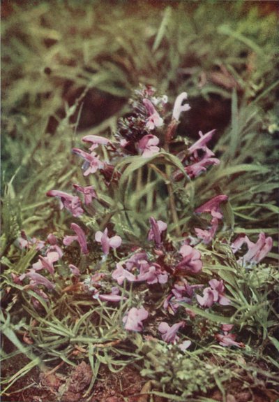 Wild flowers: Red Rattle by Charles Essenhigh Corke