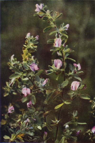 Wild Flowers: Rest Harrow by Charles Essenhigh Corke