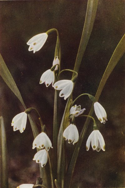 Wild flowers: Snowflake by Charles Essenhigh Corke