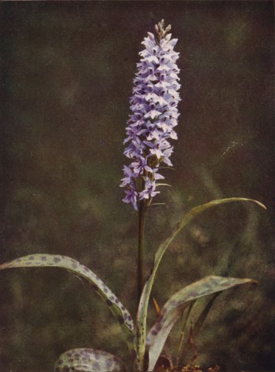 Wild Flowers: Spotted Orchis by Charles Essenhigh Corke