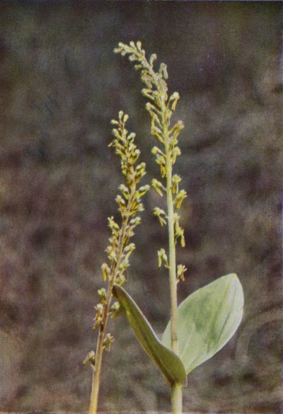 Wild Flowers: Twayblade by Charles Essenhigh Corke