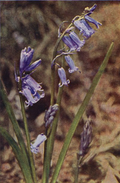 Wild flowers: Wild Hyacinth by Charles Essenhigh Corke