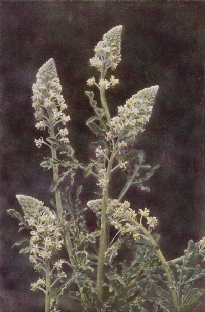 Wild flowers: Wild Mignonette by Charles Essenhigh Corke