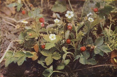 Wild flowers: Wild Strawberry by Charles Essenhigh Corke